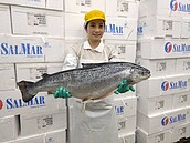 叫鮭魚的人別急著再改名　這家公司送價值三千整尾鮭魚