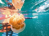 台帛旅遊泡泡　首波六家出團