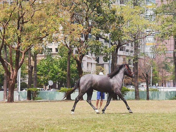 台中市七期豪宅區夏綠地公園,有人遛馬。市府建設局表示違法最高可罰一萬元。圖/讀者提供