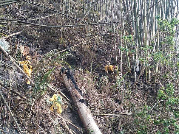 嘉義林管處人員徒步進入山林滅餘火。圖/林管處提供