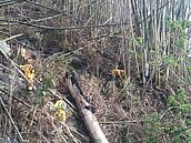 阿里山大火滅了住房率　遊客不減興致今仍蜂擁上山