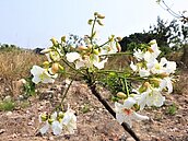 3月雪落空…春雨大遲到　桐花盛放等4月中
