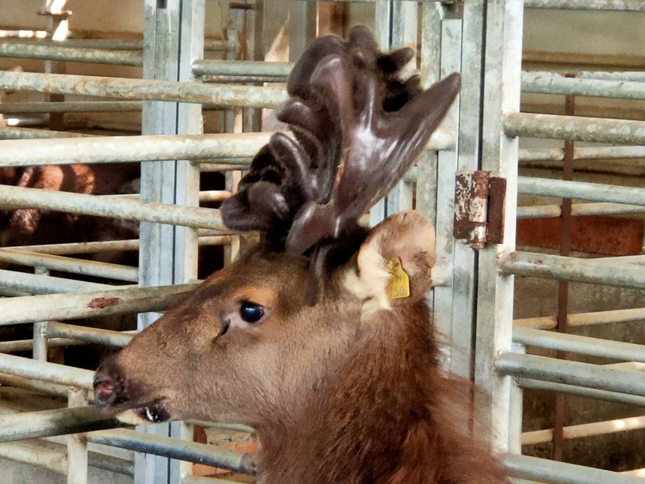 南投縣國姓鄉是國內最大的台灣水鹿養殖區,鹿茸及周邊商品為重要經濟來源。圖/聯合資料照