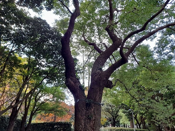 松基公園內老樹遮蔭。