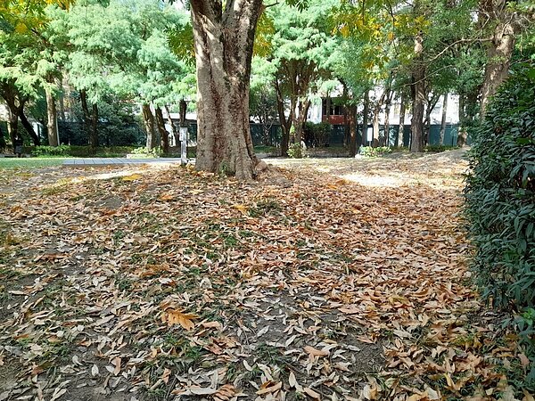 占地2000多坪面積的松基公園。