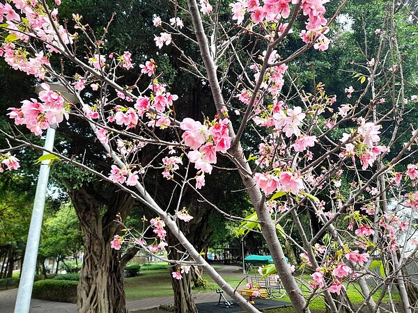 撫遠公園春天可賞櫻花/黃作炎攝