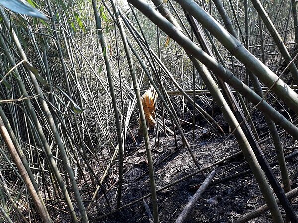 阿里山區邊坡仍有餘火，嘉義林管處人員昨天徒步進入山林滅火。圖／林管處提供