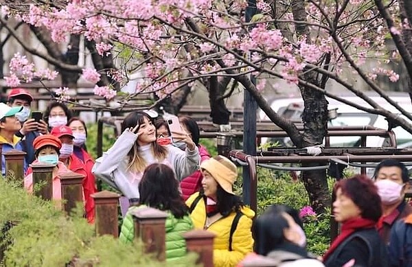 土城希望之河左岸綻放粉紅花朵。圖／曾美惠攝影