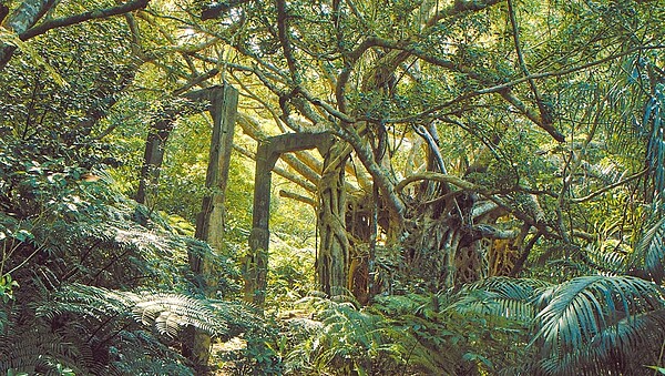 位處沖繩八重山群島的西表島僅距離台灣200多公里,島上的「西表礦坑」,過去為非人道煤炭開採礦坑地,沖繩歷史學家三木健以「綠色牢籠」來形容這一座如叢林的礦坑之島。圖/希望行銷提供