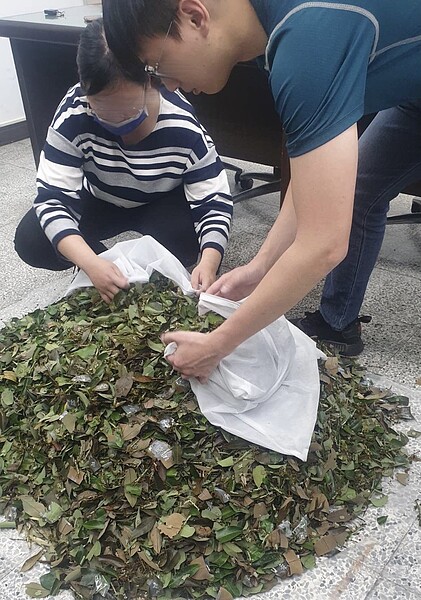 為有效防治荔枝椿象危害,彰化縣今年共編列66萬元經費,以每片5元預定收購13萬片荔枝椿象卵片,原預定從上月18日起5月27日受理繳交,到本月19日才一個月,就收購了26萬片必須發放130萬元。照片/彰化縣政府提供