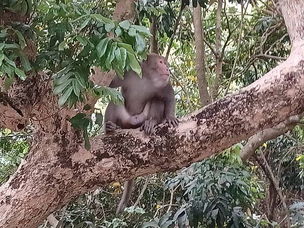 老農反映,因為猴群常來偷吃農作物,才想以紙包石燃炮嚇猴,沒想到引火燒山。記者徐如宜/翻攝