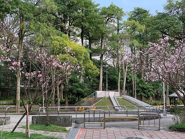 紫陽公園內一到春天就會開滿漂亮的櫻花。圖／郭思妏攝