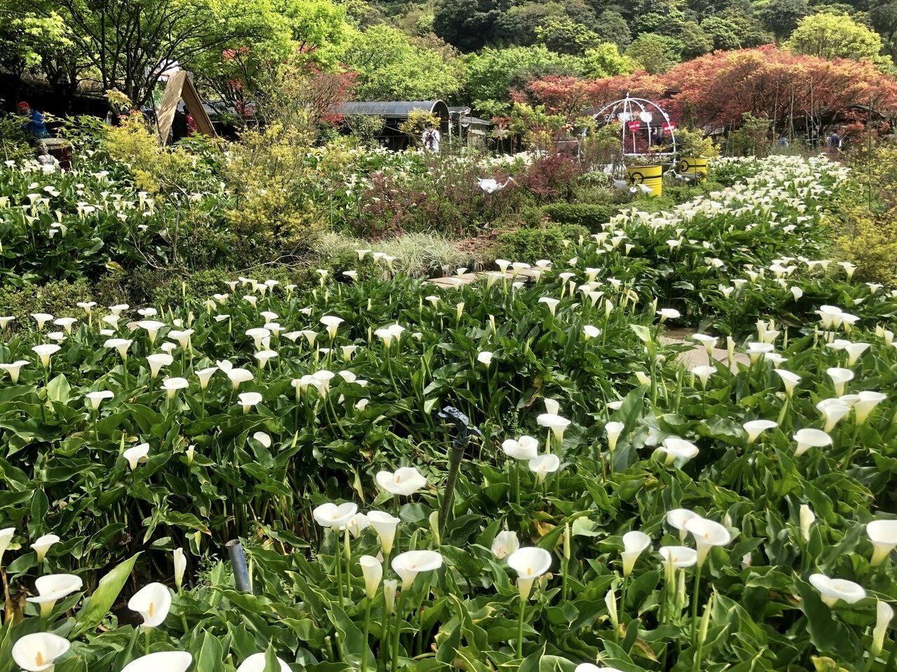 陽明山竹子湖海芋季登場,台北市政府今天舉辦開幕活動。圖/聯合資料照