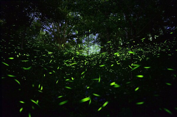 東勢林場的螢火蟲以黑翅螢為主，4月份中、下旬進入最佳觀賞期，高峰期數量可達2、30萬隻。圖／東勢林場提供