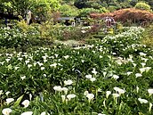 陽明山海芋季登場　北市府闢4路花季專車