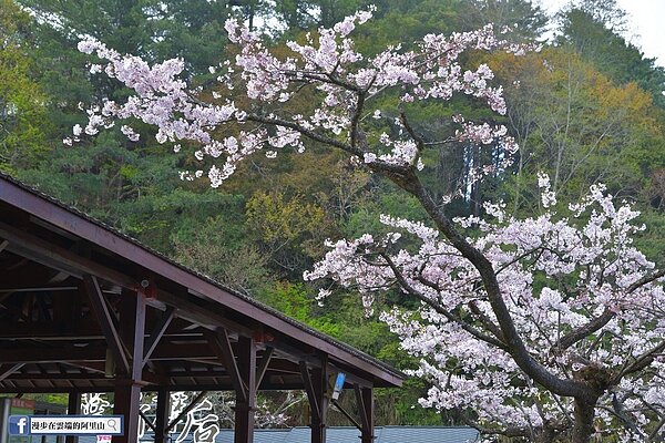 嘉義縣祝山觀景台的染井吉野櫻經過樹醫師修剪後綻放枝頭。圖/取自臉書「漫步在雲端的阿里山」