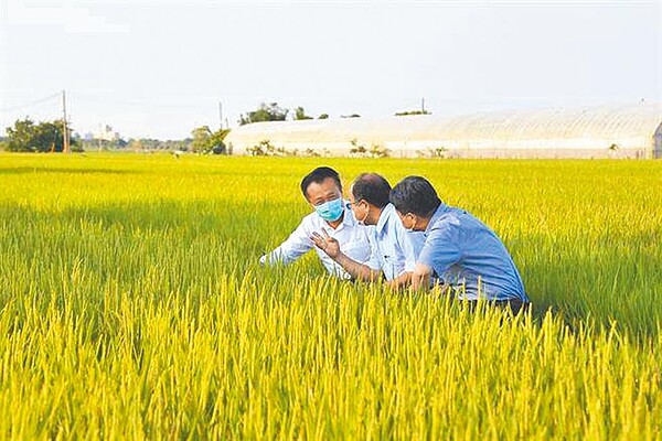 彰化、南投、雲林、高雄地區一期作目前未評估停灌，至於6月進入二期作插秧期，要看5月水情是否解旱再說。圖為嘉南地區一期稻作停灌轉作綠肥，因無法達成補助標準，向立委陳情放寬認定標準。（嘉義縣政府提供／張亦惠嘉縣傳真）