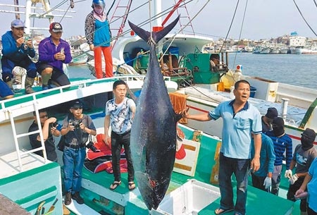 屏東黑鮪魚文化觀光季將開跑，第一鮪是眾所矚目的焦點。（中時資料照片）