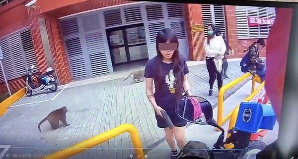 有網友在臉書社團「爆廢1公社」貼出一段影片,女學生走出學校宿舍後,手持BB彈槍防身,走向外送員取餐,這時果然有2隻猴子靠近,覬覦學生手上的餐食,猴子不敢靠近持槍女學生,目標移轉到另一名學生。翻攝自「爆廢1公社」