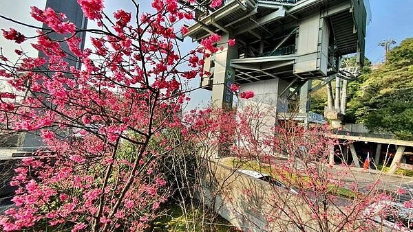 貓空櫻花 (文山樂生活)