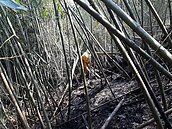 阿里山大火原因找到了！中央大學遙測發現植物過少