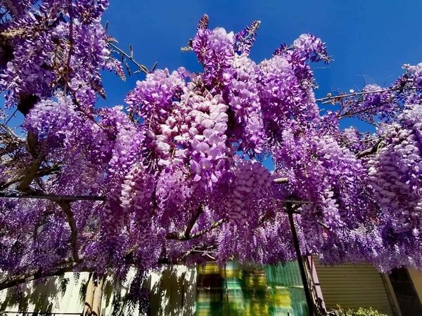台中市梨山地區紫藤花盛開，成串的紫色花瀑相當美麗。圖／參山處提供

