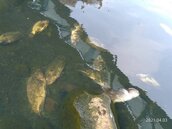 三峽河70隻吳郭魚死亡　新北：尚未發現異常廢水