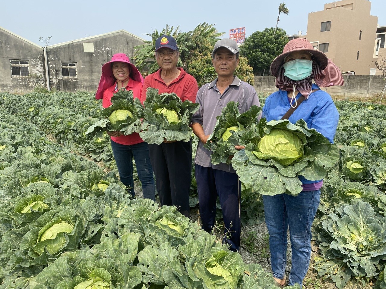 菜價跌，彰化縣埔鹽鄉農民所種的雪翠高麗菜最近也因菜價崩跌血本無歸，開放讓民眾自行到田間自採「俗俗賣」，三個賣50元。記者林宛諭／攝影