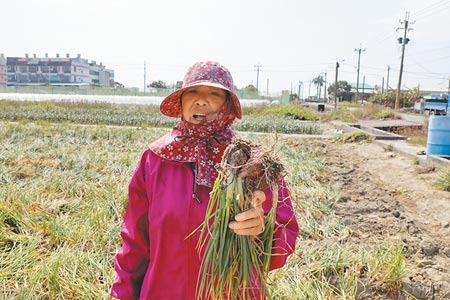 台南市七股區農民說，因為缺水，田裡紅蔥頭個頭變小，價格也差。（劉秀芬攝）