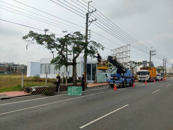 台南市工務局近期積極修剪行道樹，以因應即將來臨的雨季。圖／工務局提供