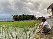 台東池上圳宣布輪灌