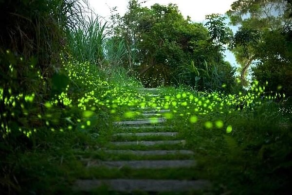 和美山的螢火蟲閃亮亮。圖／記者曾慎昭翻攝