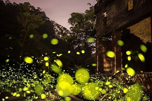 平溪紫東社區成功復育生態。圖/新北市政府提供