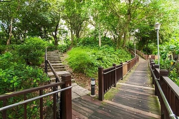 安康森林公園原始樹林,蒼鬱大器。圖/記者曾慎昭攝影