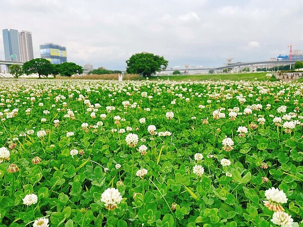白花三葉草如小精靈般現身於大草地。圖/新北市政府提供