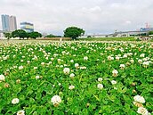 小精靈出沒！幸福雪景再現新北河濱公園