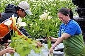 把握賞花季！海芋、繡球花綻放　飽覽竹子湖之美　