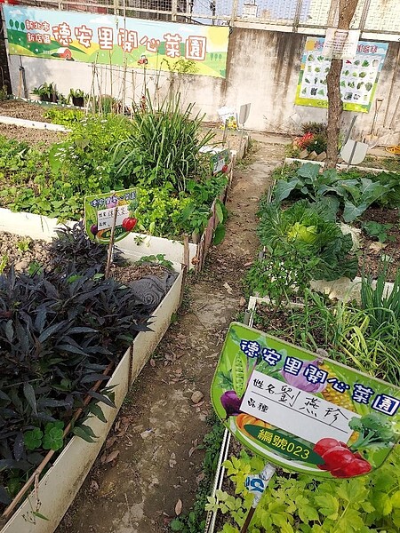 認養的開心菜園,由園長管理。圖/記者張建雄攝影