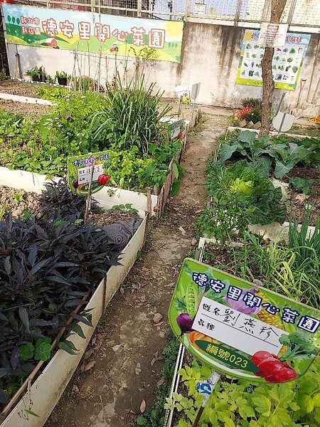 認養的開心菜園，由園長管理。圖／記者張建雄攝影