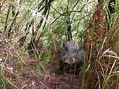 野豬入侵　觀霧山椒魚棲地遭破壞