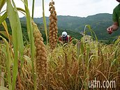 南迴小米無水灌溉　中央補助灌溉設施