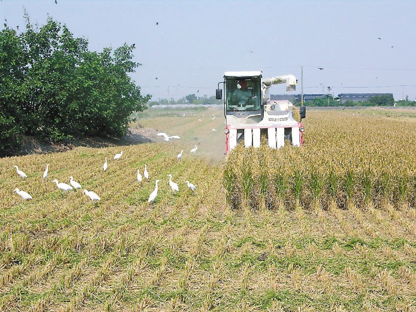 農委會表示，稻米庫存到二月底還有80萬噸，米價供應充足，至少可供八個月（一個月約十萬噸），絕對沒有缺糧問題。圖／聯合報系資料