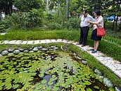 防蚊子出奇招！新北市海洋資源復育園區復育蓋斑鬥魚 