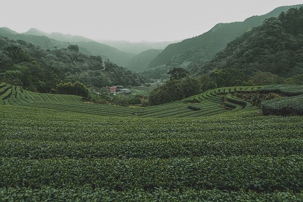 坪林茶園景緻形成當地特色地景。圖／新北市政府提供