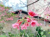 埤林里櫻花景點