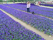 古亭河濱公園紫花海