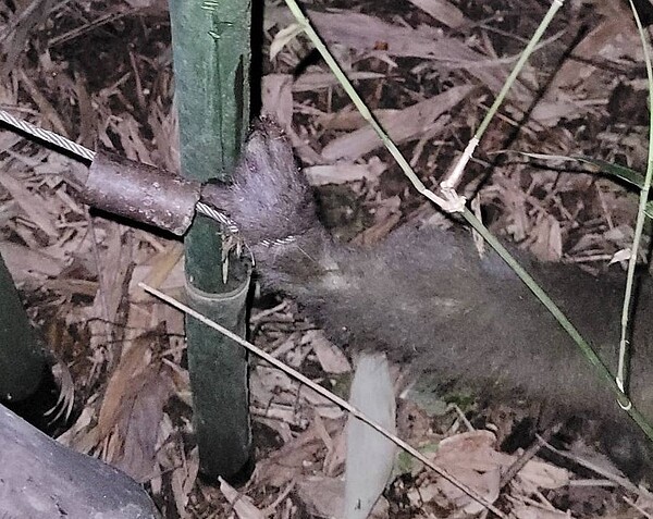 遭山豬吊夾住的動物，因著山豬吊強大的殺傷力，動物幾乎沒有自己掙脫的可能。圖／新北市政府提供