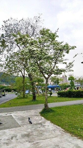 新店樂生活 美景樂 新店 陽光運動公園 公園 安坑 流蘇花 四月雪