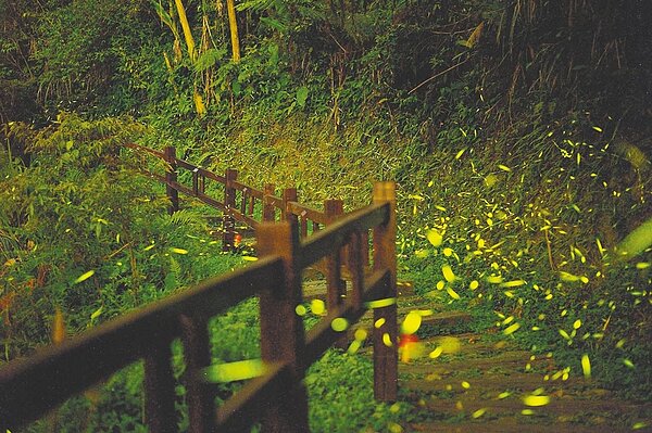 阿里山國家風景區管理處近日也觀察到螢火蟲發生比往年慢1、2周,但族群數是否變少?有待觀察。(阿里山國家風景區管理處提供/呂妍庭嘉義傳真)