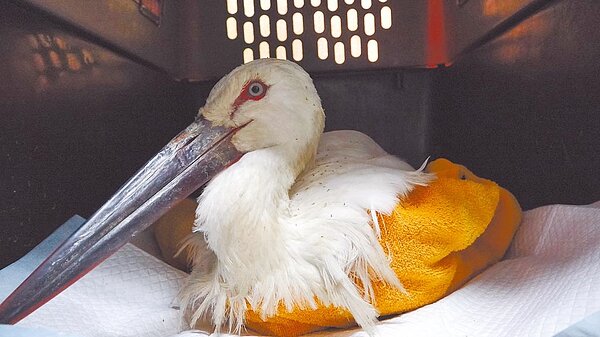 剛到動物園的東方白鸛體重只有3315公克,體態瘦弱又有脫水的情況。(北市動物園提供/游念育台北傳真)